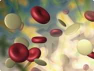Le syst�me immunitaire: � quoi �a sert?